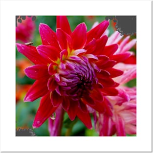 Dahlia Flower Posters and Art